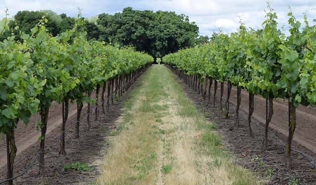 vino terroir cosecha